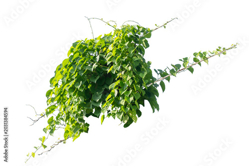 plants ivy. Vines on white background with copy space and clipping path.