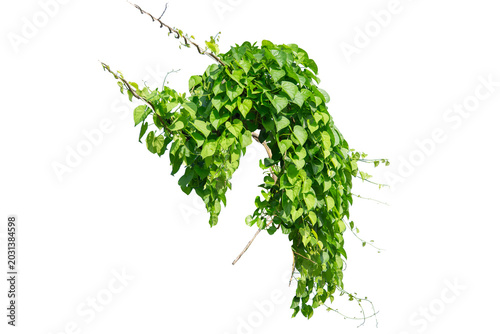 plants ivy. Vines on white background with copy space and clipping path.