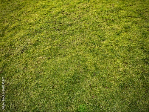 Lush Green Grass Field Texture for Nature Background and Design