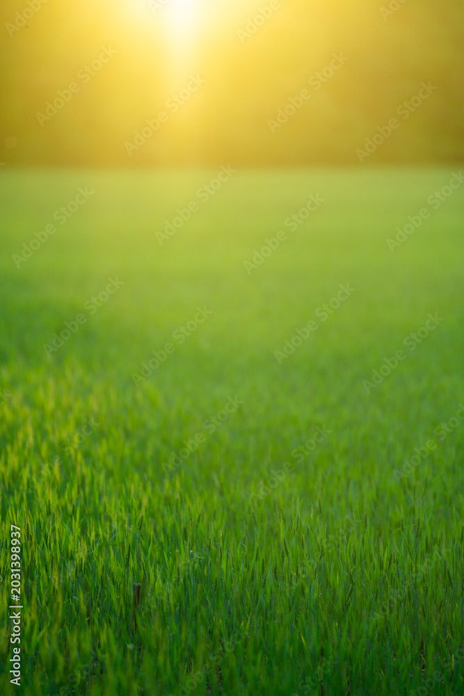 Obraz premium Outdoor meadow glows with sunlight. Peaceful outdoor field feels tranquil. Outdoor scenery supports summer nature. Bright outdoor backdrop looks fresh.