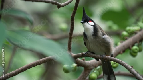 Red-whiskered bulbul (Pycnonotus jocosus) perching on a branch filled with small wild fruits.