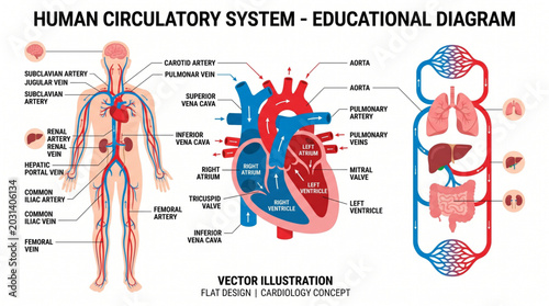Cuadro en lienzo Human circulatory system anatomy isolated on white background, cardiology concep
