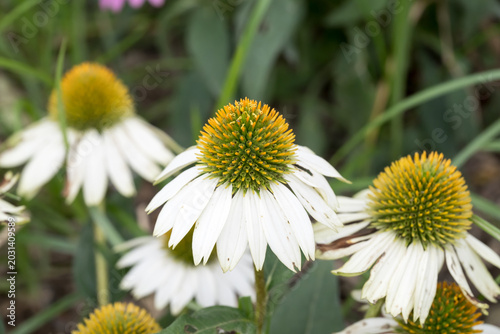Photos Beautiful coneflowers (echinacea purpurea).