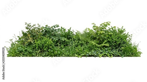 Lush green shrubbery and garden plants isolated on white background, vibrant garden foliage cutout, decorative landscape vegetation for architectural rendering