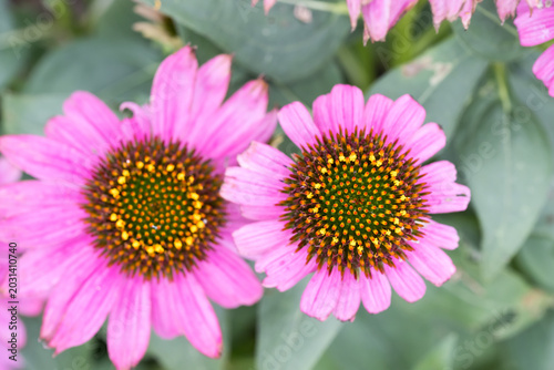 Foto Beautiful coneflowers (echinacea purpurea).