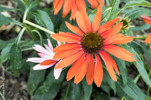 Bild auf Leinwand Beautiful coneflower (echinacea purpurea).
