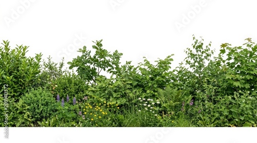 Lush green hedge isolated on white background, dense garden bushes and foliage border, vibrant summer shrubbery for architectural visualization