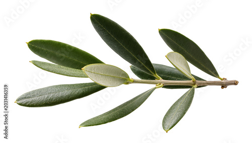 Foto Green olive branch with multiple leaves, isolated on transparent background