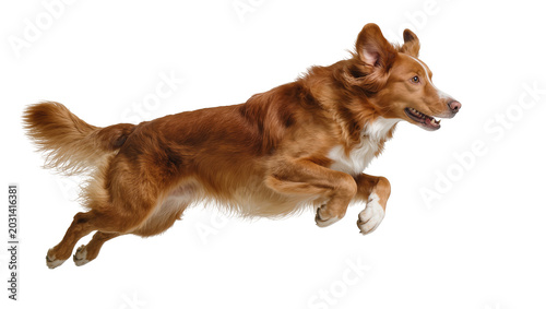 Photography Brown and white dog mid-air jump, isolated on transparent background