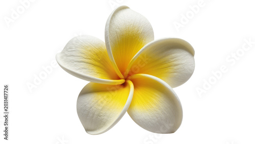Photos Delicate white and yellow plumeria flower with five petals, isolated on transpar