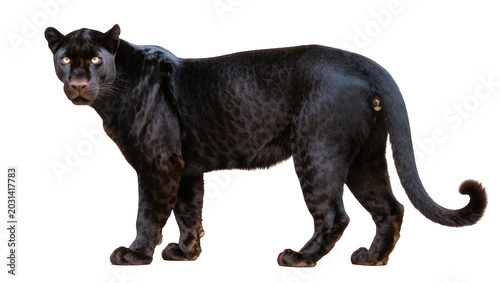 Canvas Print Majestic black panther with glowing yellow eyes standing alert, isolated on tran