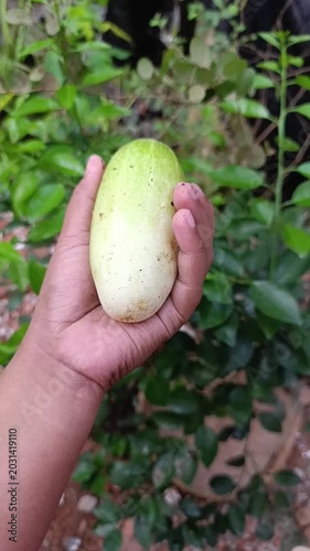 Hand Holding Green Mango in Outdoor Garden Setting