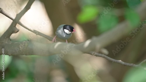 Padda oryzivora with distinct markings perching on a thin twig in the forest.