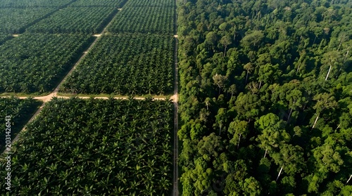 Aerial drone view of oil palm plantation meeting natural rainforest boundary