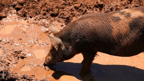 Bild auf Leinwand Brown Spotted Pig Standing in a Thick Mud Puddle on a Farm
