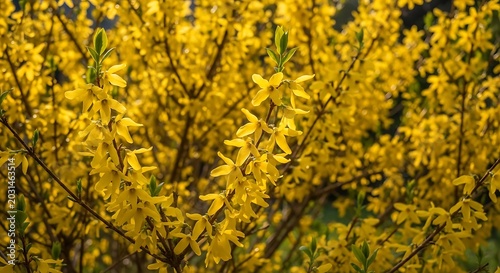 Close up of vibrant yellow forsythia blossoms blooming in sunlight