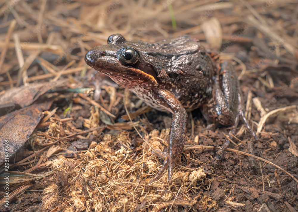 Obraz premium A wild striped marsh frog (Limnodynastes peronii) on leaf litter