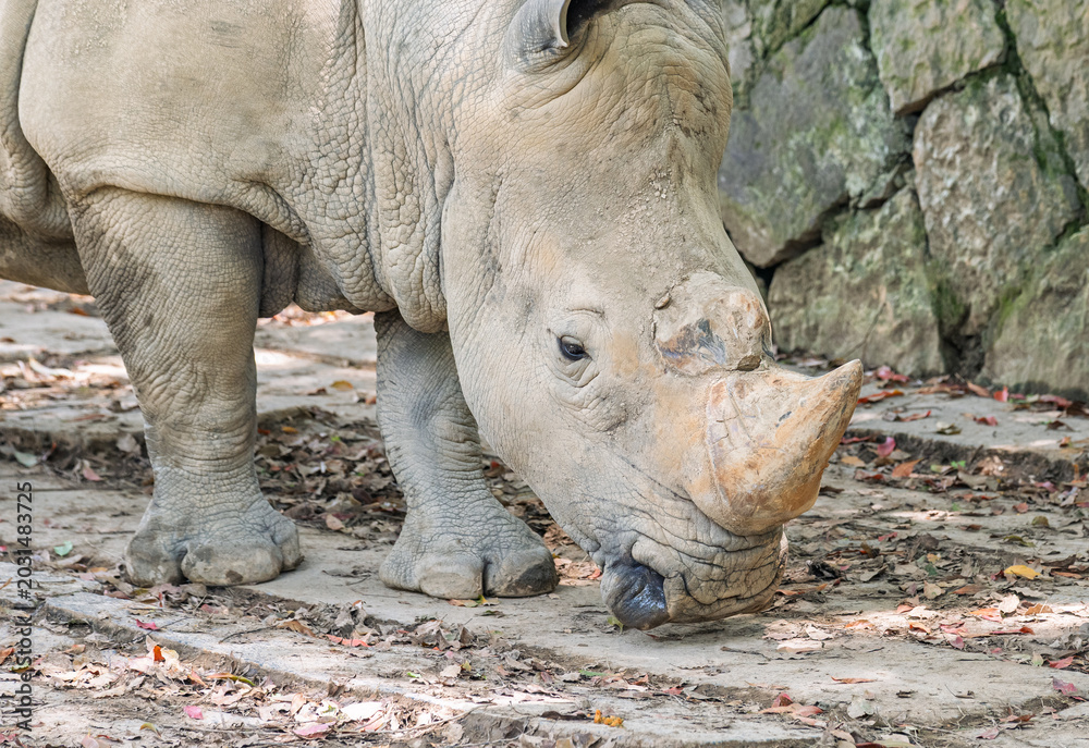 Fototapeta premium Rhinoceros standing on a paved path sniffing the ground next to a stone wall at a wildlife park during the day