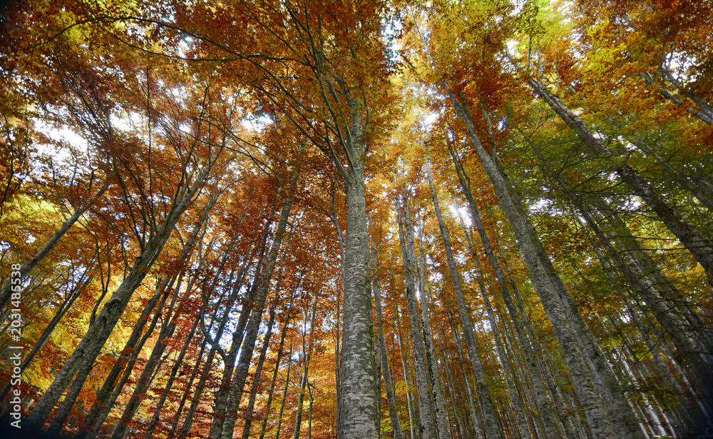 Naklejka premium Autumn melancholy among the silent giants of nature