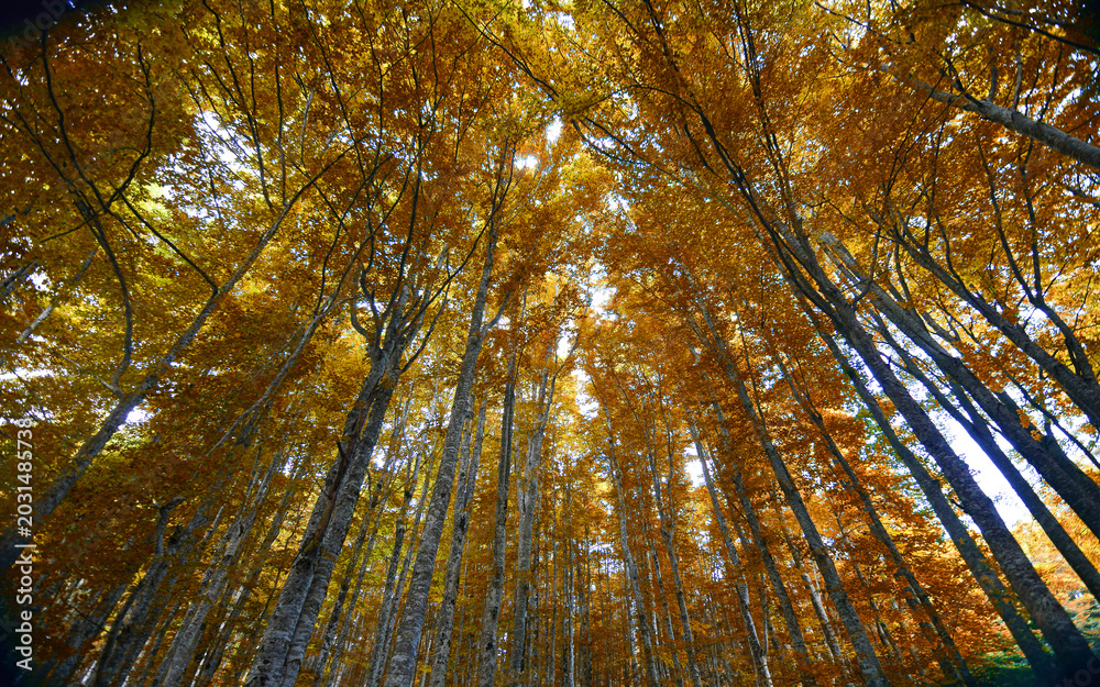 Naklejka premium The secret dance of the wind in the autumn woods