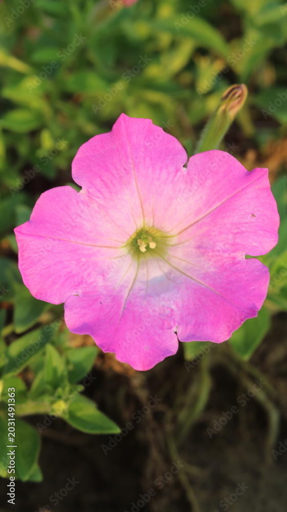 Obraz premium Beautiful Pink Petunia Flower Close-Up