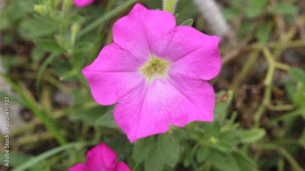 Obraz premium Beautiful Pink Petunia Flower Close-Up