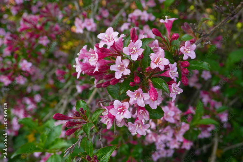 Fototapeta premium pink flowers in the garden