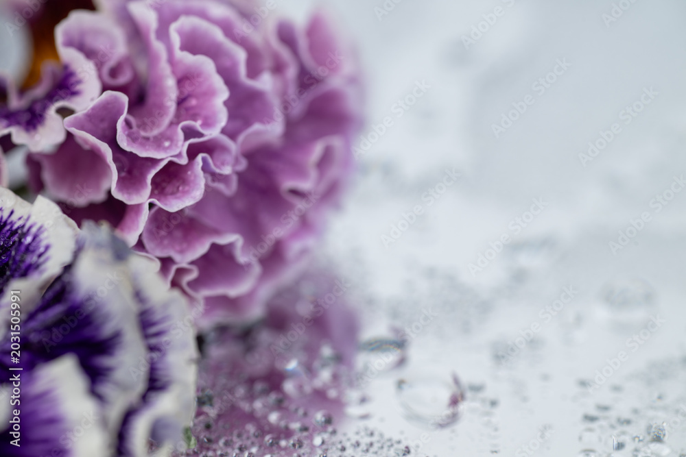 Obraz premium Close up of Japanese Pansies on Light Background