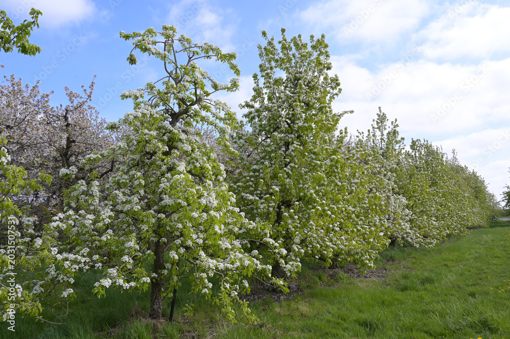 Fototapeta premium Birnen, Birnenblüte, Obstanbau-Gebiet Niederelbe, Altes Land