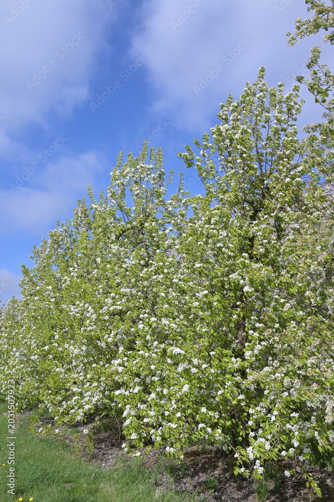 Fototapeta premium Birnen, Birnenblüte, Obstanbau-Gebiet Niederelbe, Altes Land