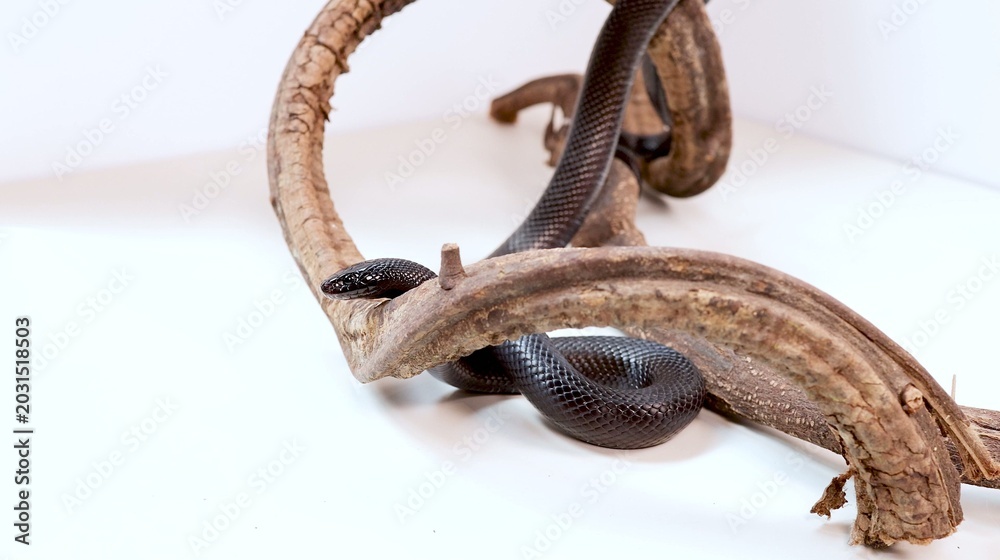 Fototapeta premium Mexican Black Kingsnake Slithering Through Curved Branches on a White Background