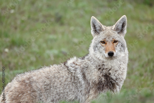 Wild coyote wildlife in Yellowstone National Park looking directly at camera for eye contact with great expression