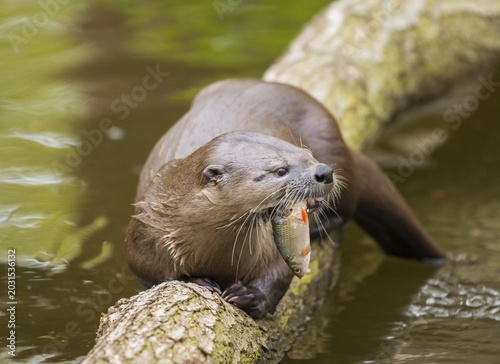 Common otter (Lutra lutra) with seized fish, captive, Germany