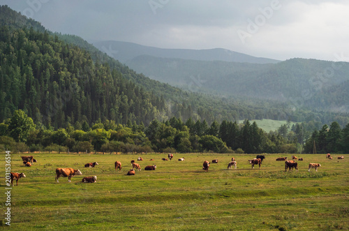 Altai mountain valley with cattle grazing and resting in green pasture under cloudy sky