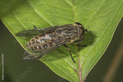 Common gadfly (Tabanus bromius) basking on a leaf, Baden-Württemberg, Germany
