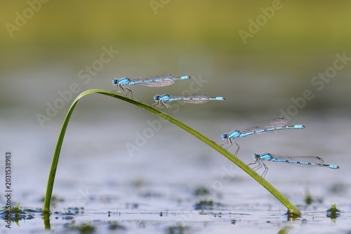 01_ (Enallagma cyathigerum) on a culm in boggy waters, Lower Saxony, Germany
