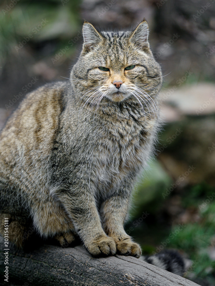 Obraz premium European wildcat