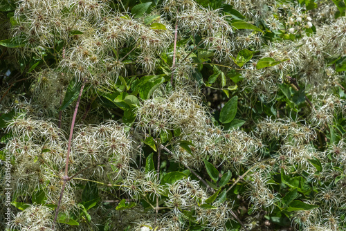 Wild clematis. Summer background with climbing wild plant with umbrella-shaped flowers.