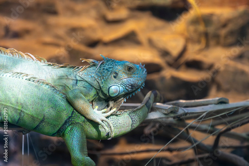 Vibrant green iguana resting under warm natural light with detailed scales and striking textures, perfect for wildlife blogs, reptile education, exotic animal themes, nature documentaries.