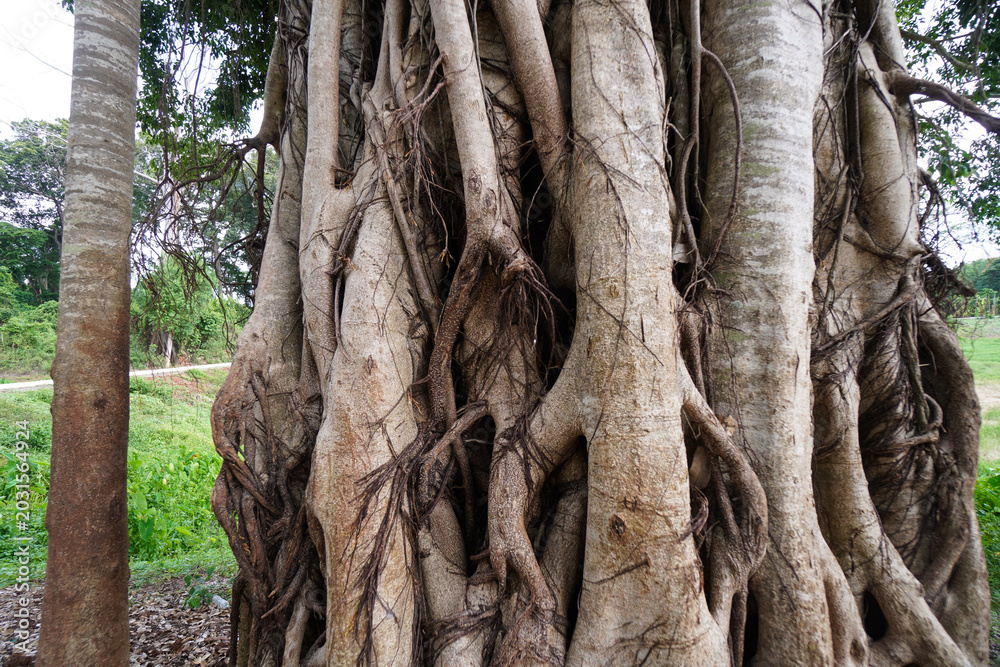 Naklejka premium Banyan tree with strangler fig infection with roots growing down to rainforest floor creating strange shaped and textures