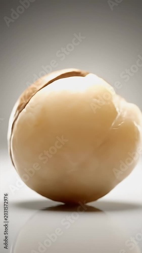 Close up of a Single Whole Macadamia Nut with Cracked Shell and Light Reflections on a White Surface Studio Lighting