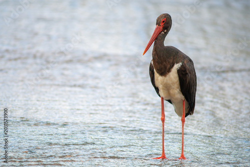 Ciconia nigra