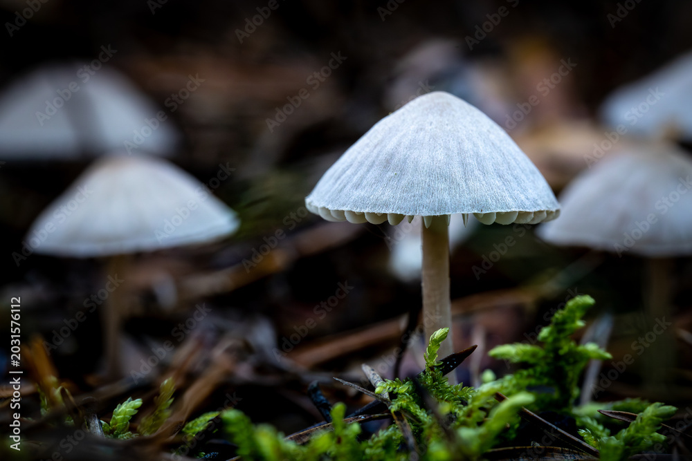 Fototapeta premium im Herbstwald Podlachiens, Ostpolen