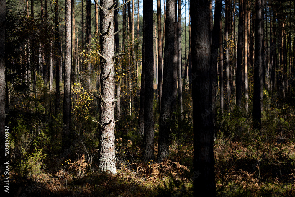 Fototapeta premium im Herbstwald Podlachiens, Ostpolen