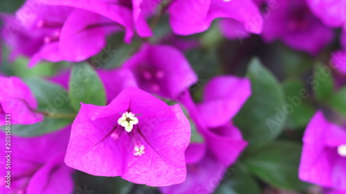Beautiful Purple Bougainvillea Flowers Close-Up