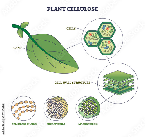 Obraz na plátne Plant cellulose illustrated, leaf, plant cells, and layered cell wall show chains to microfibrils, expressing the biopolymer s structure and strength in natural fiber architecture
