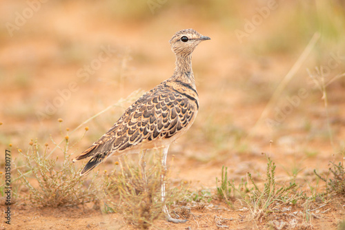 Obraz na plátně Rhinoptilus africanus