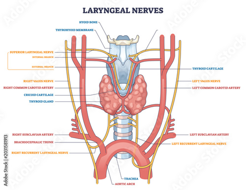 Canvas Print Laryngeal nerves diagram showing neural paths around the larynx, highlights recurrent laryngeal nerves, vagus nerves, and thyroid gland to explain voice and airway control
