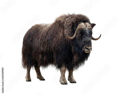 Majestic Muskox Standing Tall Isolated on White Background.