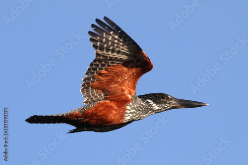 Giant Kingfisher in flight